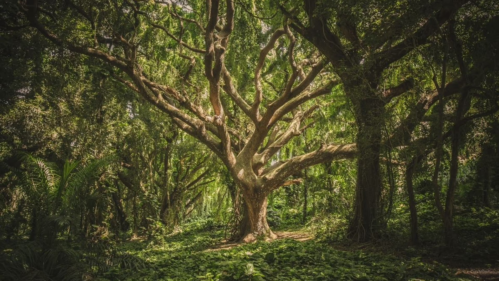 Forêt apaisante